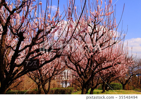 Apricot blossoms blooming in Tsurumi Ryokuchi (Tsurumi-ku, Osaka) 35548494
