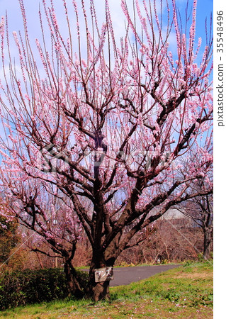 Apricot blossoms blooming in Tsurumi Ryokuchi (Tsurumi-ku, Osaka) 35548496