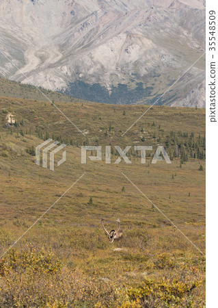 Caribou Bull in Velvet Caribou Bull in Velvet 35548509