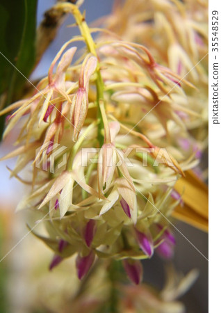 Dendrobum Amethyst Grossam Dendrobum Amethyst Grossam 35548529
