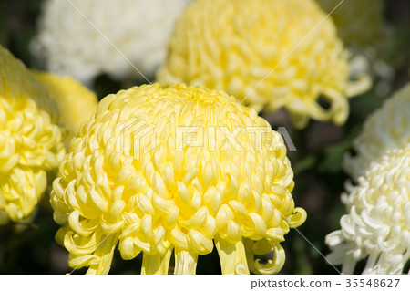 Kikuhana展覽 35548627