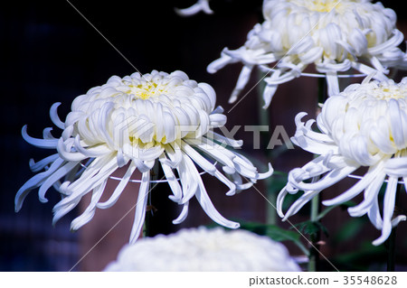 Kikuhana展覽 35548628