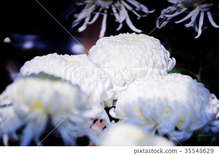 Kikuhana展覽 35548629