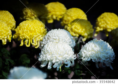 Kikuhana展覽 35548642