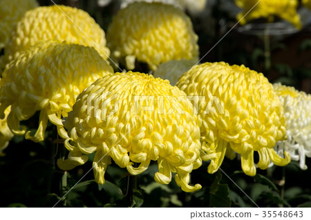 Kikuhana展覽 35548643