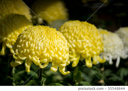 Kikuhana展覽 35548644