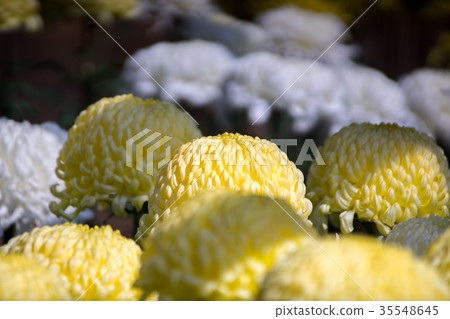 Kikuhana展覽 35548645