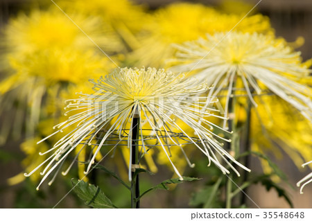 Kikuhana Exhibition 35548648