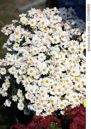 Kikuhana展覽 35548669