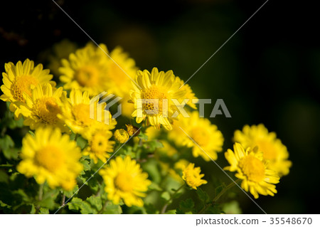 Kikuhana展覽 35548670