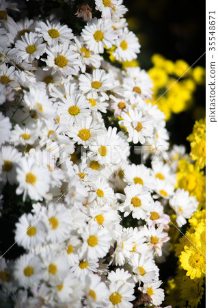 Kikuhana展覽 35548671