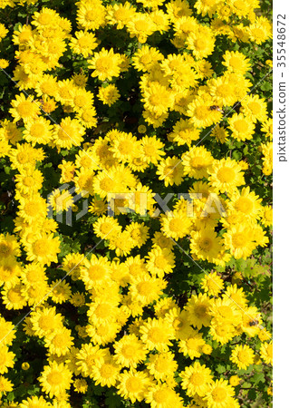 Kikuhana展覽 35548672