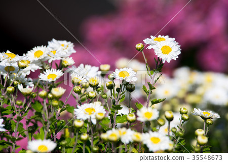 Kikuhana展覽 35548673