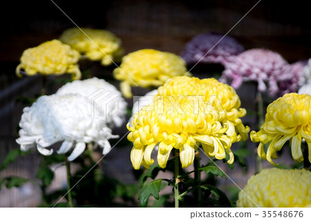 Kikuhana Exhibition 35548676