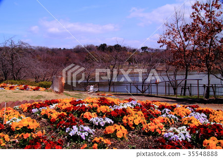 在鶴見綠地（大阪市鶴見區）開花的堇菜 35548888