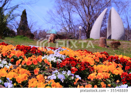 在鶴見綠地（大阪市鶴見區）開花的堇菜 35548889