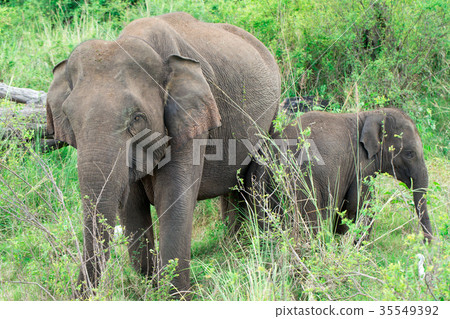 A young elephant right next to an adult one. 35549392