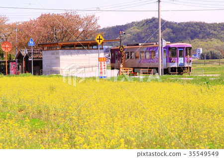 Rape blossoms blooming around Harima Yokota Station (Hojo Jo) Rape blossoms blooming around Harima Yokota Station (Hojo Jo) 35549549