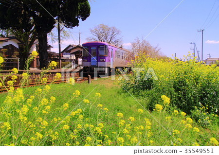 Rape blossoms blooming around Tsunagiki Station (Hojo Jozan, Kagoi Hyogo Prefecture) 35549551
