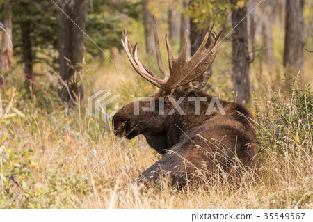 Bull Shiras Moose During the Fall Rut 35549567