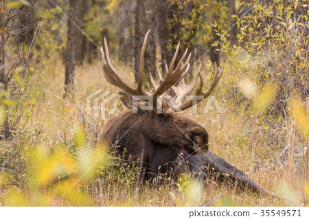 Bull Shiras Moose During the Fall Rut Bull Shiras Moose During the Fall Rut 35549571