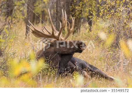Bull Shiras Moose During the Fall Rut 35549572
