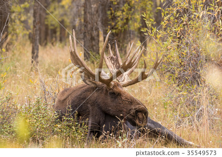 Bull Shiras Moose During the Fall Rut Bull Shiras Moose During the Fall Rut 35549573