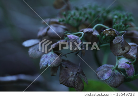 枯萎的花枯萎的葉子 枯萎的花枯萎的葉子 35549728