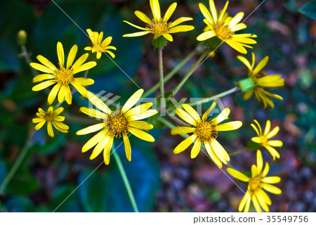 花 花 35549756