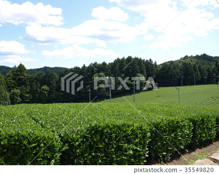 Tea plantation 35549820