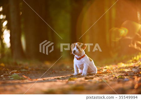 jack russel puppy on autumn alley 35549994