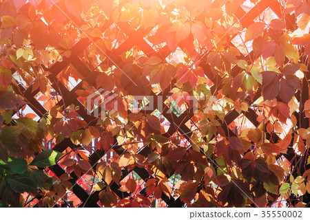 A wooden terrace wall 35550002