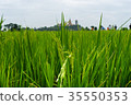 Young rice 35550353