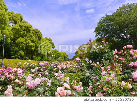 Rose and Mt. Fuji of Hiromi Park-223357 Rose and Mt. Fuji of Hiromi Park-223357 35550780