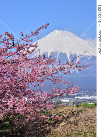 Kawazu Sakura and Mt. Fuji-223487 Kawazu Sakura and Mt. Fuji-223487 35550801