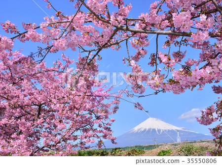 Kawazu Sakura and Mt. Fuji-223491 Kawazu Sakura and Mt. Fuji-223491 35550806