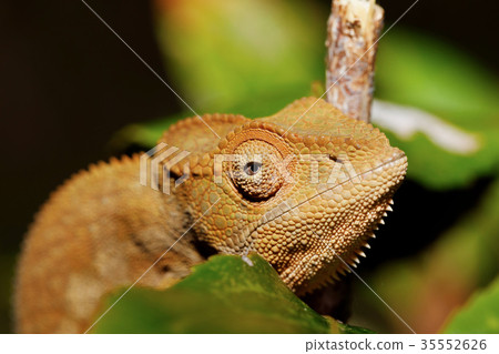 beautiful panther chameleon, Madagascar 35552626