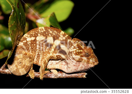 beautiful panther chameleon, Madagascar 35552628