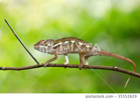 beautiful panther chameleon, Madagascar 35552629