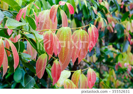 Cinnamon Tree with colored leaves 35552631