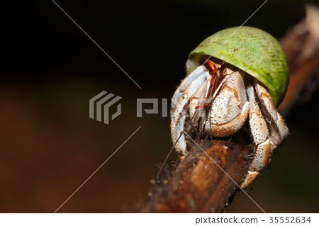 Hermit Crab with green snail shell Madagascar 35552634