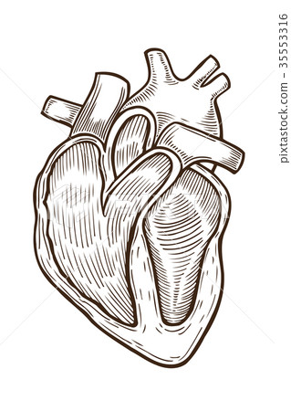 vector engraving heart 35553316