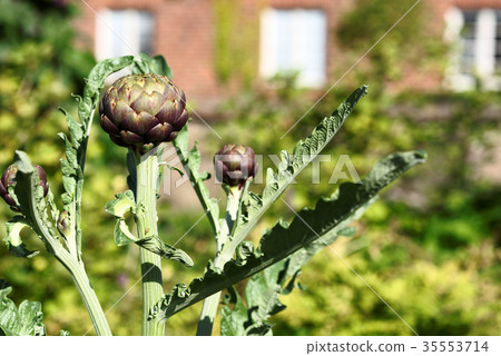 Growing artichoke Growing artichoke 35553714