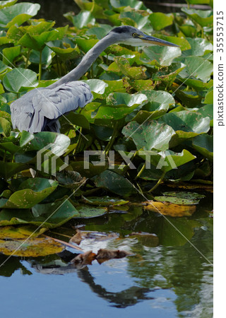 Grey heron Grey heron 35553715