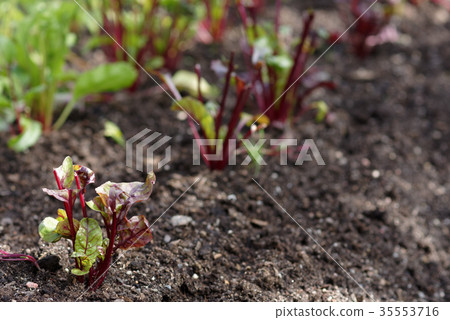 Growing beetroots Growing beetroots 35553716