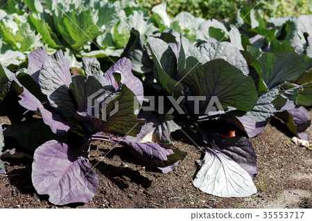 Growing cabbage Growing cabbage 35553717