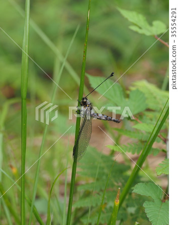 Melonized dragonfly Melonized dragonfly 35554291