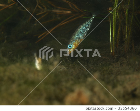 Smallhead刺 Smallhead刺 35554360