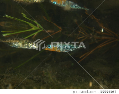 Harryo Harryo 35554361