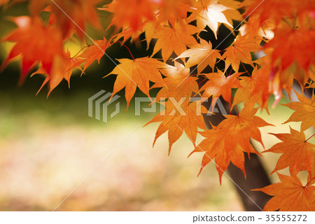 潮濕的樹葉 潮濕的樹葉 35555272